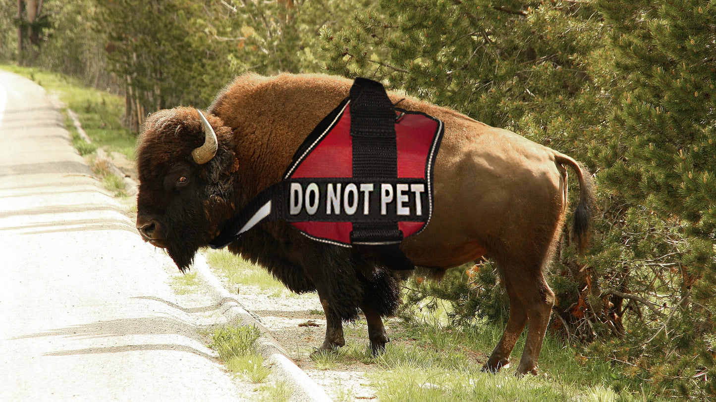 Youth Surf Wyoming® Service Bison Tee - Red *Limited Edition